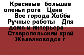 Красивые  большие оленьи рога › Цена ­ 3 000 - Все города Хобби. Ручные работы » Для дома и интерьера   . Ставропольский край,Железноводск г.